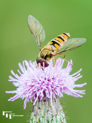 Marmalade Hoverfly