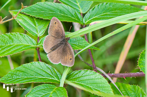 Meadow Brown (Male)