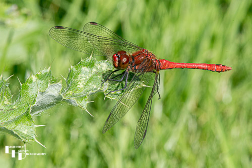 Common Darter