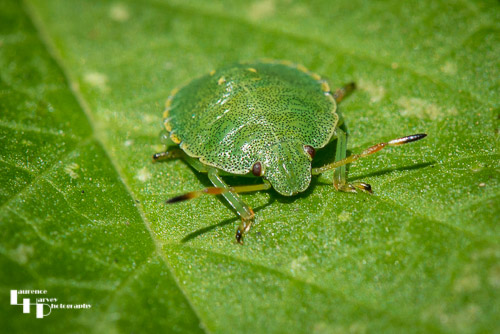 Common Green Shieldbug