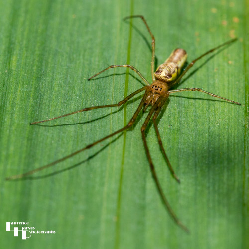 Long Jawed Spider