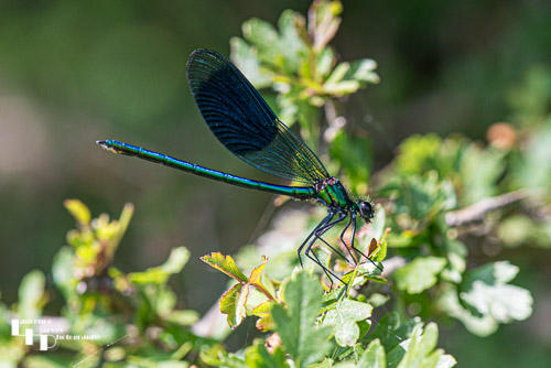 Banded Damoiselle