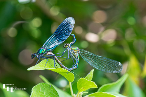 Mating Banded Damoiselle