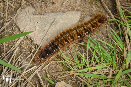 Oak Eggar moth caterpillar