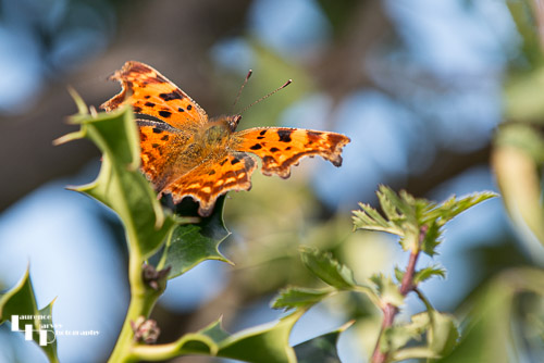 Comma