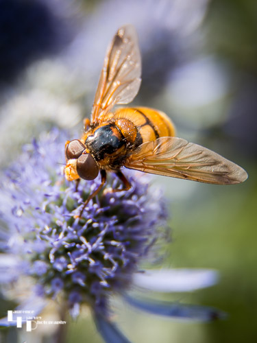 Lesser Hornet Hoverfly