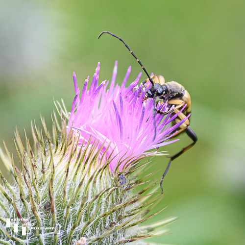Spotted Longhorn Beetle on Thistle