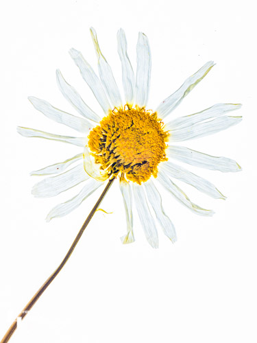 Ox Eye Daisy