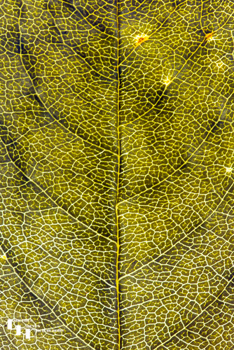 Dog Rose leaf