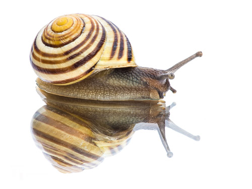 White lipped banded snail (on mirror)