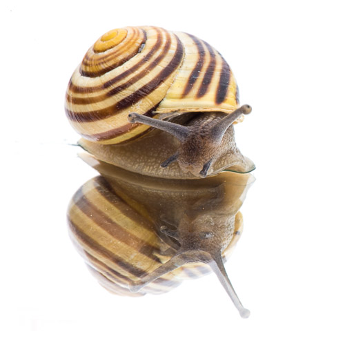 White lipped banded snail (on mirror)