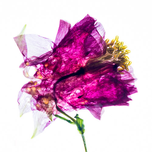 Single flower close-up