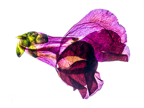 Antirrhinum flower close-up