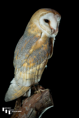 Barn Owl