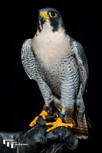Peregrine Falcon