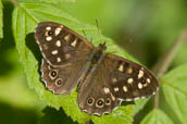 Insects