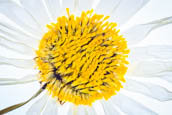 Macro